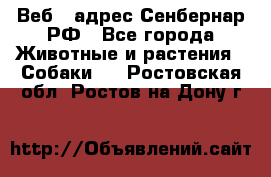 Веб – адрес Сенбернар.РФ - Все города Животные и растения » Собаки   . Ростовская обл.,Ростов-на-Дону г.